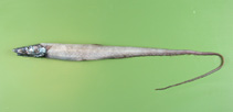 To FishBase images (<i>Aldrovandia phalacra</i>, by Orlov, A.)