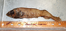 To FishBase images (<i>Alepocephalus productus</i>, USA, by Blend, C.)