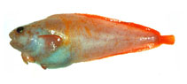 To FishBase images (<i>Allocareproctus pycnosoma</i>, Russia, by Orlov, A.)
