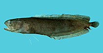 To FishBase images (<i>Dinematichthys riukiuensis</i>, Viet Nam, by Winterbottom, R.)