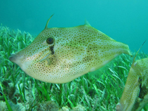 To FishBase images (<i>Aluterus schoepfii</i>, Bahamas, by Johnson, L.)