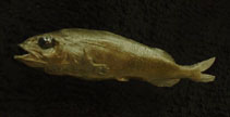 To FishBase images (<i>Alepocephalus tenebrosus</i>, by Van Orden, W.)