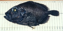 To FishBase images (<i>Allocyttus verrucosus</i>, by Bañón Díaz, R.)
