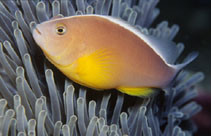 To FishBase images (<i>Amphiprion akallopisos</i>, Thailand, by Adams, M.J.)
