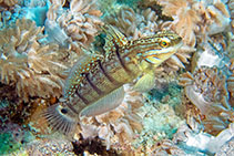 Image of Amblygobius albimaculatus (Butterfly goby)
