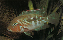 Image of Cribroheros alfari (Pastel cichlid)