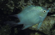 To FishBase images (<i>Amblyglyphidodon batunai</i>, Indonesia, by Randall, J.E.)