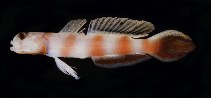 To FishBase images (<i>Amblyeleotris bellicauda</i>, New Caledonia, by Randall, J.E.)