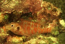 To FishBase images (<i>Amblycirrhitus bimacula</i>, Hawaii, by Randall, J.E.)