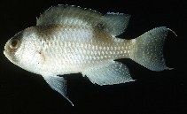 To FishBase images (<i>Amblypomacentrus breviceps</i>, Solomon Is., by Randall, J.E.)