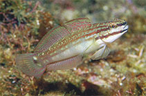 To FishBase images (<i>Amblygobius buanensis</i>, Indonesia, by Allen, G.R.)