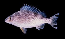 To FishBase images (<i>Amniataba caudavittata</i>, Australia, by Randall, J.E.)