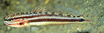 To FishBase images (<i>Amblygobius cheraphilus</i>, Papua New Guinea, by Allen, G.R.)