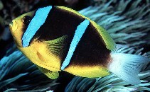 To FishBase images (<i>Amphiprion chrysopterus</i>, Marshall Is., by Randall, J.E.)