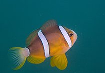 To FishBase images (<i>Amphiprion clarkii</i>, Hong Kong, by Marco Chan@114°E Hong Kong Reef Fish Survey)
