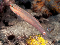 To FishBase images (<i>Amblygobius decussatus</i>, Indonesia, by Brett, O.J. / www.tropicalfavourites.com)