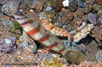 To FishBase images (<i>Amblyeleotris diagonalis</i>, Philippines, by Honeycutt, K.)