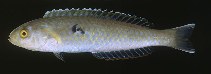 To FishBase images (<i>Ammolabrus dicrus</i>, Hawaii, by Randall, J.E.)