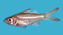 Image of Ambassis dussumieri (Malabar glassy perchlet)