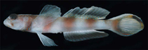 To FishBase images (<i>Amblyeleotris ellipse</i>, American Samoa, by Randall, J.E.)