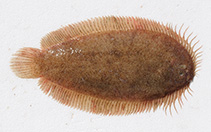 To FishBase images (<i>Ammotretis elongatus</i>, Australia, by Dowling, C.)