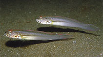 To FishBase images (<i>Amblygobius esakiae</i>, Indonesia, by Allen, G.R.)