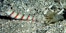 To FishBase images (<i>Amblyeleotris fasciata</i>, Guam, by Randall, J.E.)