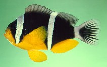 Image of Amphiprion fuscocaudatus (Seychelles anemonefish)