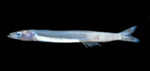 To FishBase images (<i>Ammodytoides gilli</i>, Panama, by Robertson, R.)