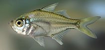To FishBase images (<i>Ambassis gymnocephalus</i>, Sri Lanka, by Ramani Shirantha)