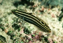 To FishBase images (<i>Amblygobius hectori</i>, Maldives, by Randall, J.E.)