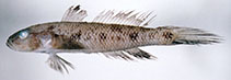 To FishBase images (<i>Amblychaeturichthys hexanema</i>, Japan, by Senou, H.)
