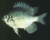 To FishBase images (<i>Amblyglyphidodon indicus</i>, Maldives, by Randall, J.E.)