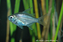 To FishBase images (<i>Ambassis interrupta</i>, New Caledonia, by Dubosc, J.)
