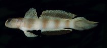 To FishBase images (<i>Amblyeleotris japonica</i>, Japan, by Randall, J.E.)