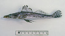 To FishBase images (<i>Ambiserrula jugosa</i>, Australia, by Graham, K.)