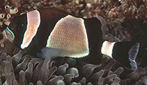 Image of Amphiprion latezonatus (Wide-band Anemonefish)