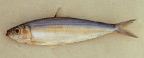 Image of Amblygaster leiogaster (Smoothbelly sardinella)
