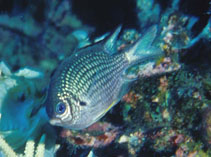 To FishBase images (<i>Amblyglyphidodon leucogaster</i>, by Field, R.)
