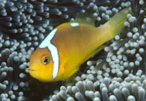 To FishBase images (<i>Amphiprion leucokranos</i>, Papua New Guinea, by Adams, M.J.)