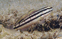 To FishBase images (<i>Amblygobius linki</i>, Philippines, by Allen, G.R.)