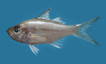 Image of Ambassis macracanthus (Estuarine glass perchlet)