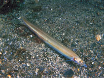 To FishBase images (<i>Ammodytes marinus</i>, by Svensen, E.)
