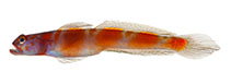 To FishBase images (<i>Amblyeleotris marquesas</i>, Marquesas Is., by Williams, J.T.)