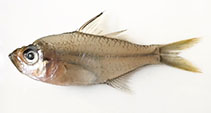To FishBase images (<i>Ambassis marianus</i>, Australia, by Yau, B.)
