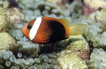 To FishBase images (<i>Amphiprion melanopus</i>, Indonesia, by Patzner, R.)