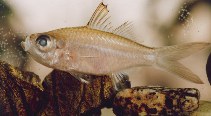 To FishBase images (<i>Ambassis miops</i>, New Caledonia, by Pöllabauer, C.)