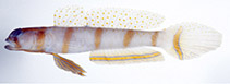 To FishBase images (<i>Amblyeleotris morishitai</i>, Japan, by Senou, H.)