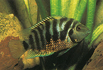 To FishBase images (<i>Cichlasoma nigrofasciatum</i>, Costa Rica, by DATZ)