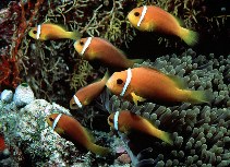 To FishBase images (<i>Amphiprion nigripes</i>, Maldives, by Randall, J.E.)